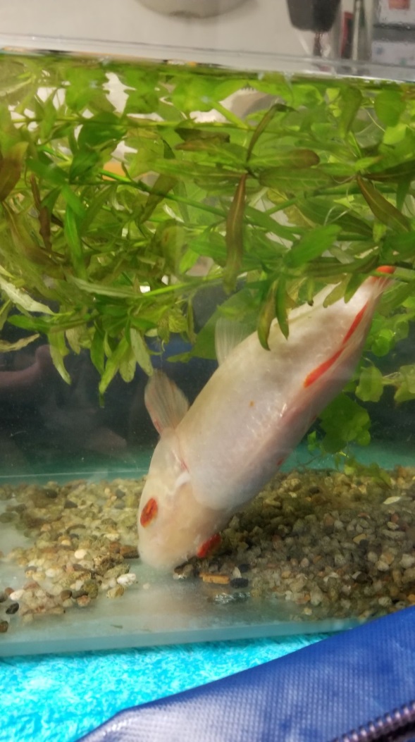 Quelles plantes dans mon aquarium avec des poissons rouges?