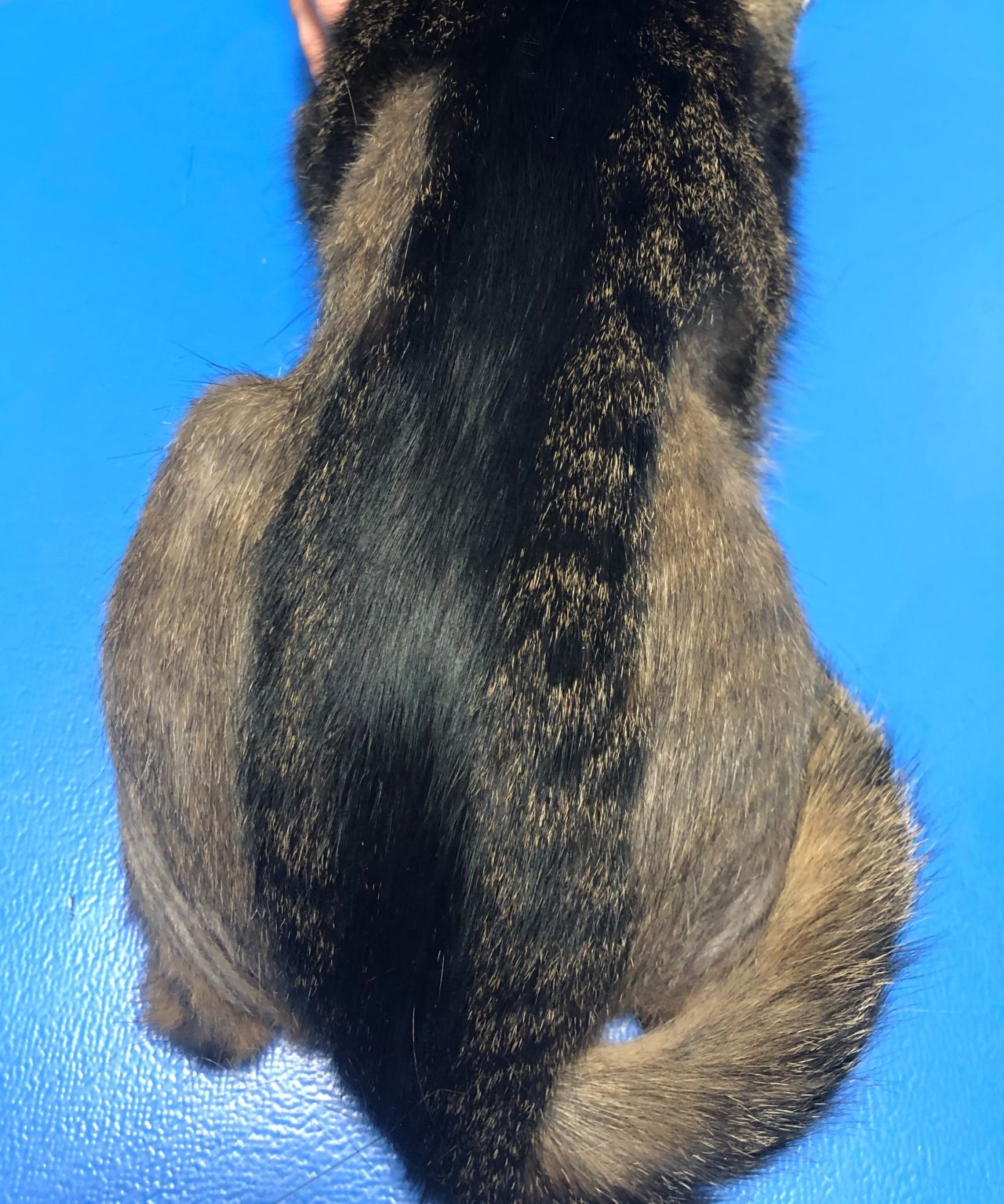 La dermatite atopique existetelle chez le chat ? CHV SaintMartin