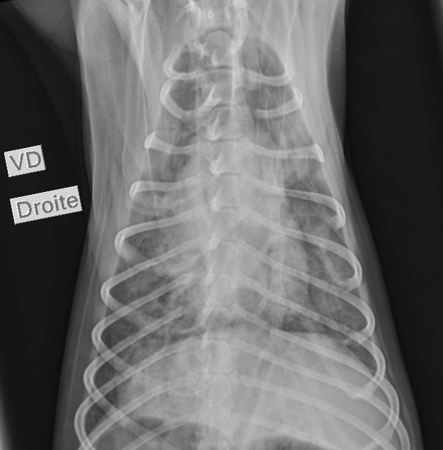 Photo 1,c Radiographie thoracique (dorso-ventral).