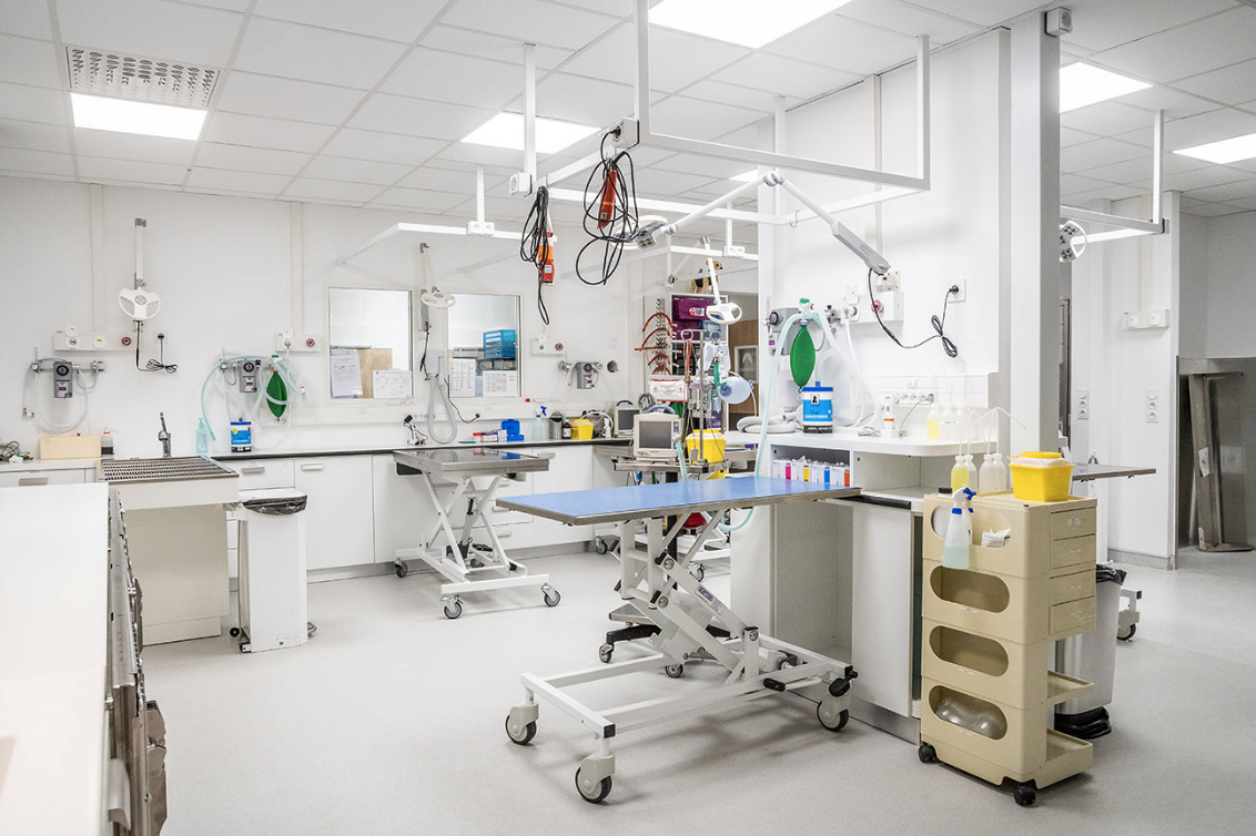 Chirurgie vétérinaire CHV Saint-Martin Chirurgie vétérinaire